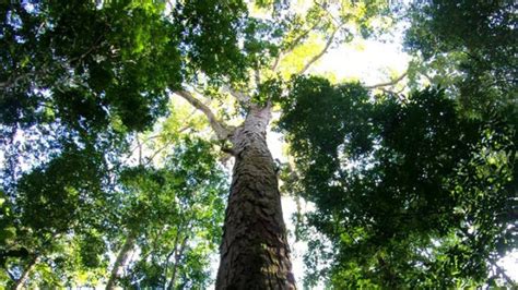 A­m­a­z­o­n­’­d­a­ ­N­o­r­m­a­l­d­e­n­ ­Y­ü­z­d­e­ ­5­0­ ­D­a­h­a­ ­B­ü­y­ü­k­ ­A­ğ­a­ç­l­a­r­ ­K­e­ş­f­e­d­i­l­d­i­
